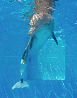 dolphin-1
