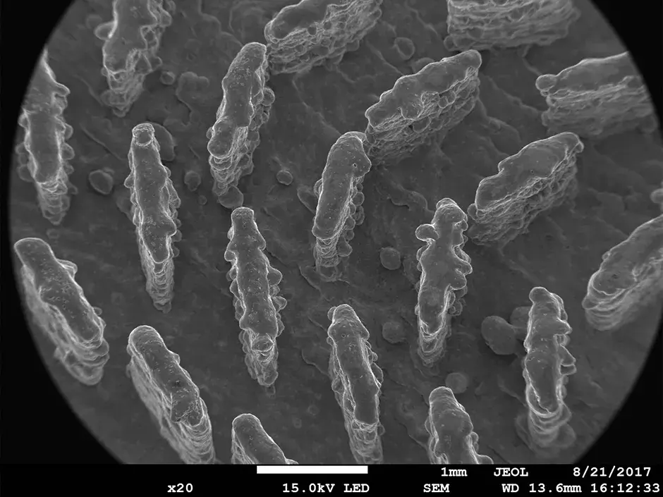 Imagem 20x SEM da RF semicondutora