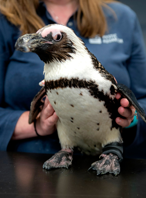 Purps, o pinguim